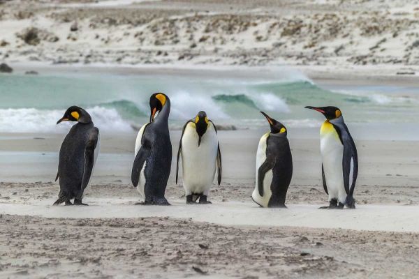 East Falkland King penguins on beach